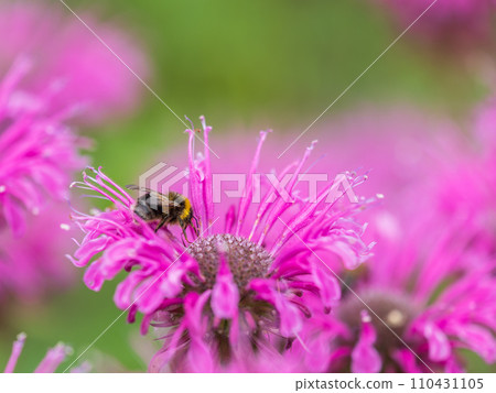 Bumblebee collecting nectar from monarda flower macro photography on a summer day. 110431105