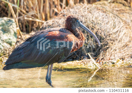 The glossy ibis, latin name Plegadis falcinellus, searching for food in the shallow lagoon. The glossy ibis, latin name Plegadis falcinellus, searching for food in the shallow lagoon. 110431116