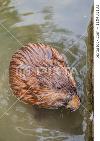 Wild animal Muskrat, Ondatra zibethicuseats, eats on the river bank Wild animal Muskrat, Ondatra zibethicuseats, eats on the river bank 110431133