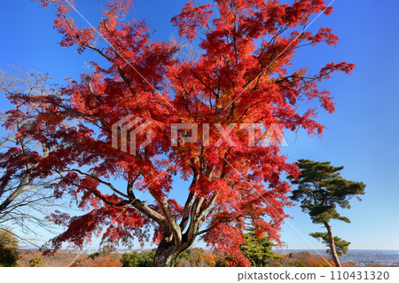 A single maple tree with autumn leaves on the top of a small mountain in Monomiyama Park, Iwadono, Higashimatsuyama City, Saitama Prefecture A single maple tree with autumn leaves on the top of a small mountain in Monomiyama Park, Iwadono, Higashimatsuyama City, Saitama Prefecture 110431320