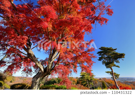 埼玉縣東松山市岩殿野小山公園山頂上的一棵楓樹,秋天的葉子 埼玉縣東松山市岩殿野小山公園山頂上的一棵楓樹,秋天的葉子 110431322