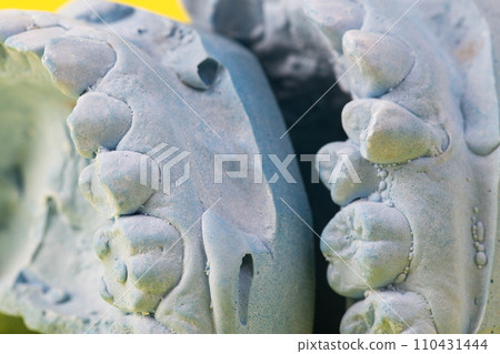 Blue plaster impression of a patient's dental jaw with crooked teeth and malocclusions on a yellow background. Manufacturing of bridges, crowns of various types, macro, arrangement of teeth 110431444