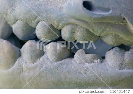 Blue plaster impression of the dental jaw of a patient with crooked teeth and malocclusions. Manufacturing of dentures and crowns based on orthodontic impressions, close-up 110431447