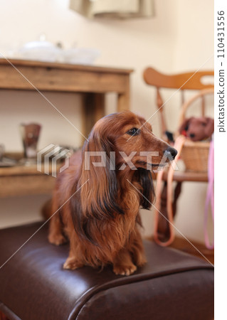 german kaninchen dachs 110431556