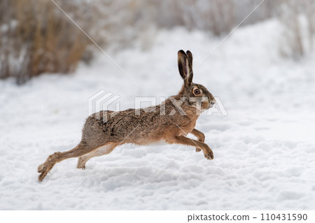 Hare running in the winter field Hare running in the winter field 110431590
