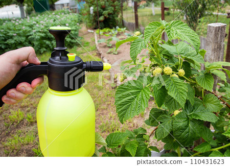Spraying raspberries in the country with ammonia and blue vitriol to kill pests and parasites. Agriculture 110431623