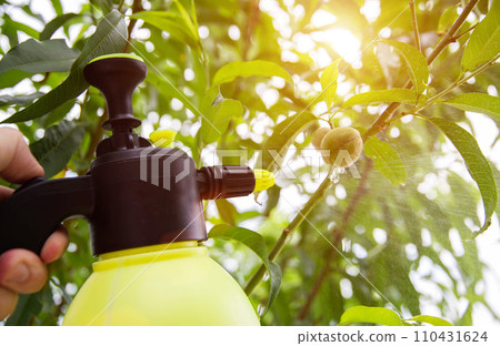 Spraying peach from pests and diseases. Sunset Spraying peach from pests and diseases. Sunset 110431624
