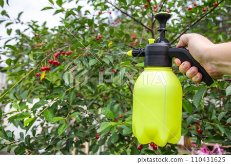 Spraying cherries with boric acid and a solution from parasites. Copy space for text 110431625