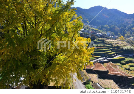 高知縣仁淀川町的大銀杏樹 110431748