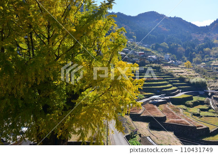 高知縣仁淀川町的大銀杏樹 110431749