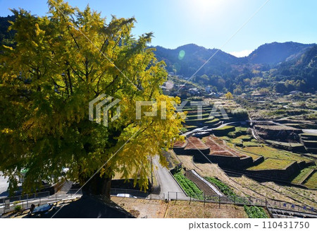 Large ginkgo tree in Niyodogawa-cho, Kochi Prefecture 110431750