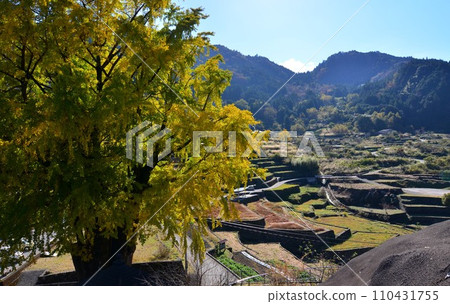 高知縣仁淀川町的大銀杏樹 高知縣仁淀川町的大銀杏樹 110431755