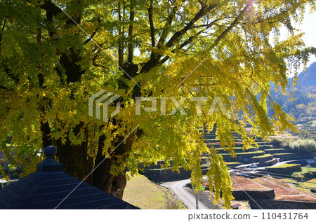 Large ginkgo tree in Niyodogawa-cho, Kochi Prefecture Large ginkgo tree in Niyodogawa-cho, Kochi Prefecture 110431764