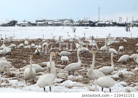 天鵝尋求食物 天鵝尋求食物 110432151