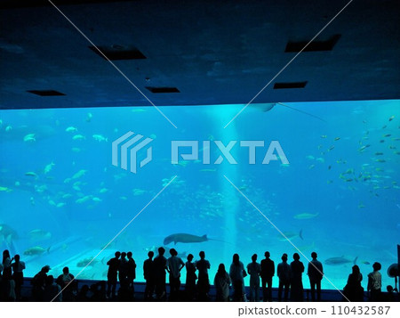 Okinawa Churaumi Aquarium 6 110432587