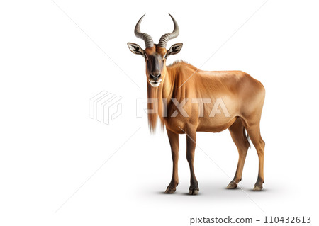 Image of a hartebeest isolated on white background. Mammals. Wildlife Animals. Generative AI. 110432613
