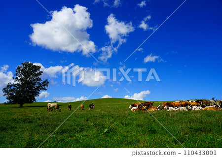 Several cows eating grass on a highland pasture against a blue sky 110433001