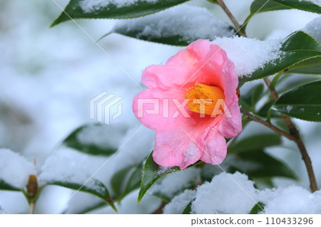 Camellia flower 110433296