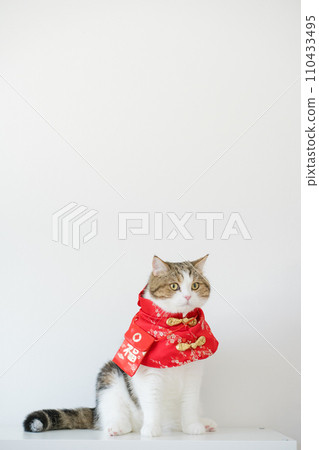chinese new year concept with scottish cat wear red traditional china clothing with white background 110433495
