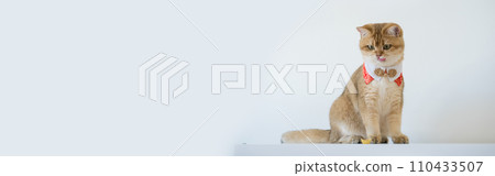 chinese new year concept with british cat wear red traditional china clothing with white background 110433507