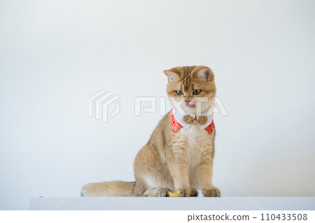 chinese new year concept with british cat wear red traditional china clothing with white background 110433508