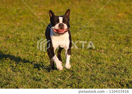 強壯的波士頓梗犬微笑著走過田裡的狗跑道♡ 110433916