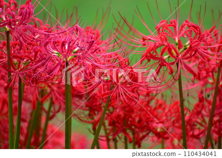 Red spider lily, Manjushaka, Manjushaka, Hiroshima 110434041