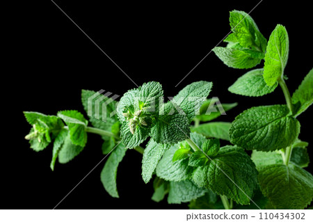Fresh green mint on a black background. 110434302