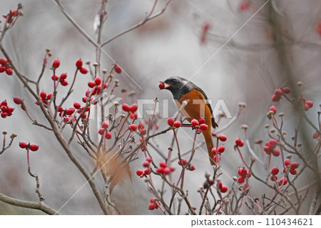 Daurian flycatcher pecking at dogwood fruit Daurian flycatcher pecking at dogwood fruit 110434621