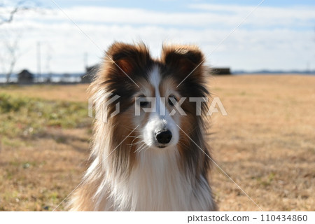 Dog sheltie 110434860