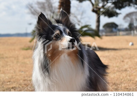 Dog sheltie 110434861