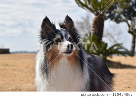 Dog sheltie 110434862