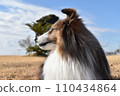 Dog sheltie 110434864