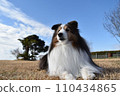 Dog sheltie 110434865