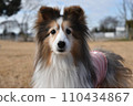 Dog sheltie 110434867