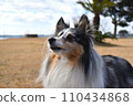 Dog sheltie 110434868