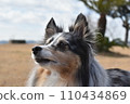 Dog sheltie 110434869