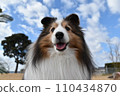 Dog sheltie 110434870