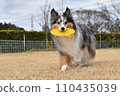 Dog sheltie 110435039