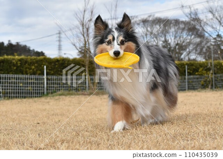 Dog sheltie Dog sheltie 110435039