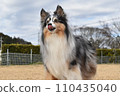 Dog sheltie 110435040