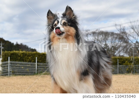 Dog sheltie Dog sheltie 110435040
