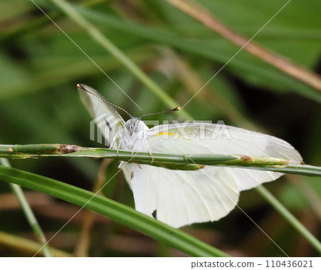 White cabbage butterfly staring at me White cabbage butterfly staring at me 110436021