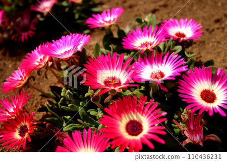 紅色或深粉紅色利文斯頓雛菊 110436231