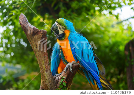 blue-and-yellow macaw (Ara ararauna), also known as the blue-and-gold macaw on wood tree branch 110436379