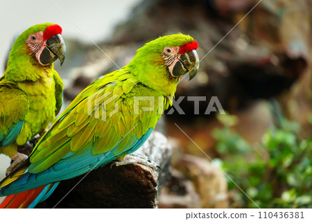 The great green macaw (Ara ambiguus), also known as Buffon's macaw or the great military macaw on wood tree branch 110436381