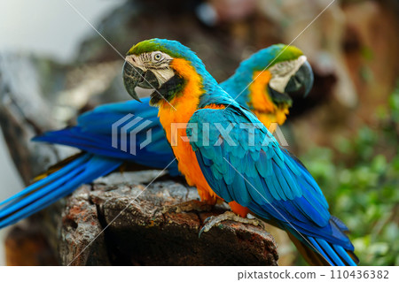 two blue-and-yellow macaw (Ara ararauna), also known as the blue-and-gold macaw on wood tree branch 110436382