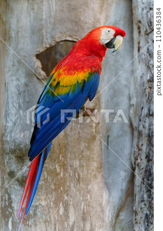 scarlet macaw (Ara macao), red parrot scarlet macaw (Ara macao), red parrot 110436384
