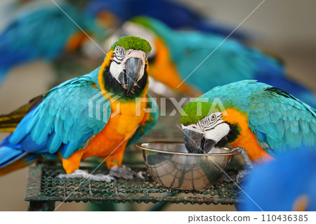 blue-and-yellow macaw (Ara ararauna), also known as blue-and-gold macaw eating food blue-and-yellow macaw (Ara ararauna), also known as blue-and-gold macaw eating food 110436385