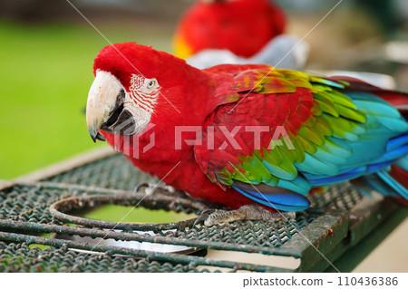 scarlet macaw, red parrot eating food 110436386